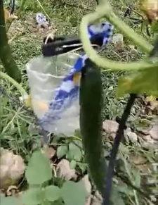 濰坊吃瓜網紅事件視頻