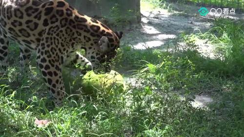 大貓吃瓜爆料,揭秘娛樂圈幕后真相