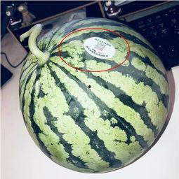 網(wǎng)紅吃瓜的利潤,揭秘高利潤背后的秘密