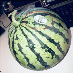 葉縣網紅吃瓜,揭秘網絡紅人的幕后生活