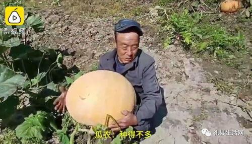 禮縣吃瓜網紅事件視頻,一場網絡狂歡背后的真相揭秘