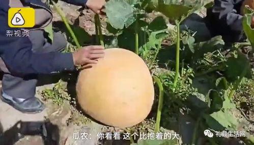 禮縣網紅吃瓜事件真相視頻,真相視頻曝光背后的真相