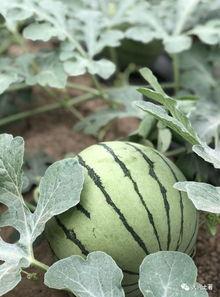 近期網紅吃瓜,揭秘娛樂圈最新熱點事件