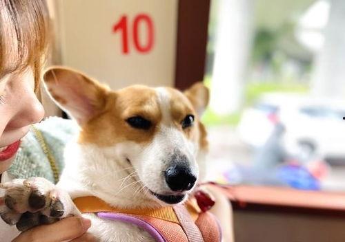 娛樂(lè)吃瓜爆料狗仔