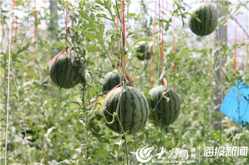 臨滄網(wǎng)紅吃瓜事件視頻曝光,視頻曝光引發(fā)網(wǎng)友熱議